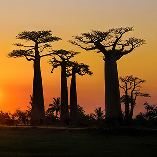 Sunset at the Avenue of Baobabs
